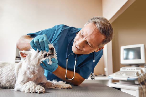 Best Emergency Dentist for Special Needs Patients in Stuart, VA